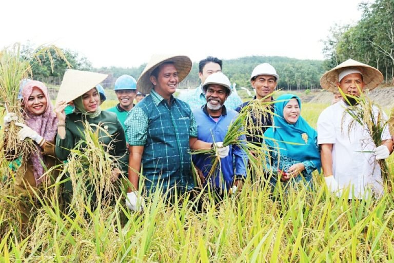 Bupati Bintan Panen Raya Padi Di Desa Toapaya Lihat Kepri