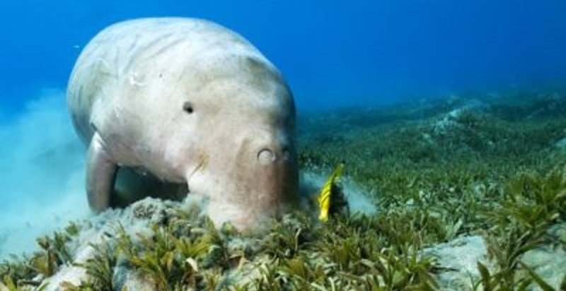 Dugong Sudah Jarang Ditemukan  di Senayang Lihat Kepri