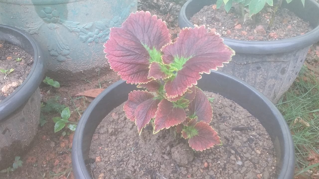 Setelah Janda Bolong, Kini Warga Demam Bunga Bayam