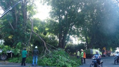 Dinas Perkim Tanjungpinang Pangkas Pohon Demi Kenyamanan Masyarakat