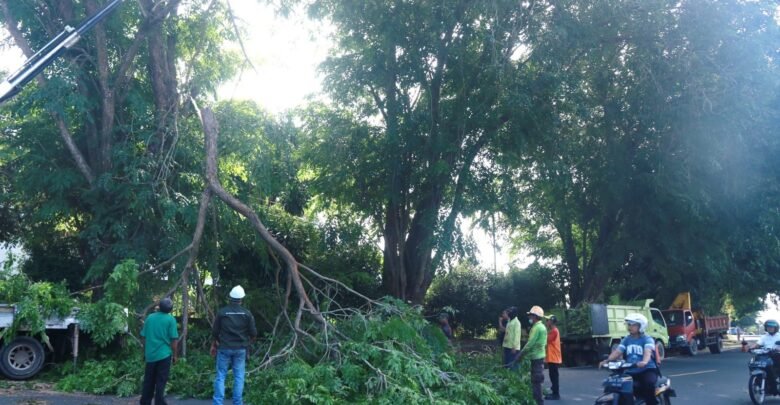 Dinas Perkim Tanjungpinang Pangkas Pohon Demi Kenyamanan Masyarakat