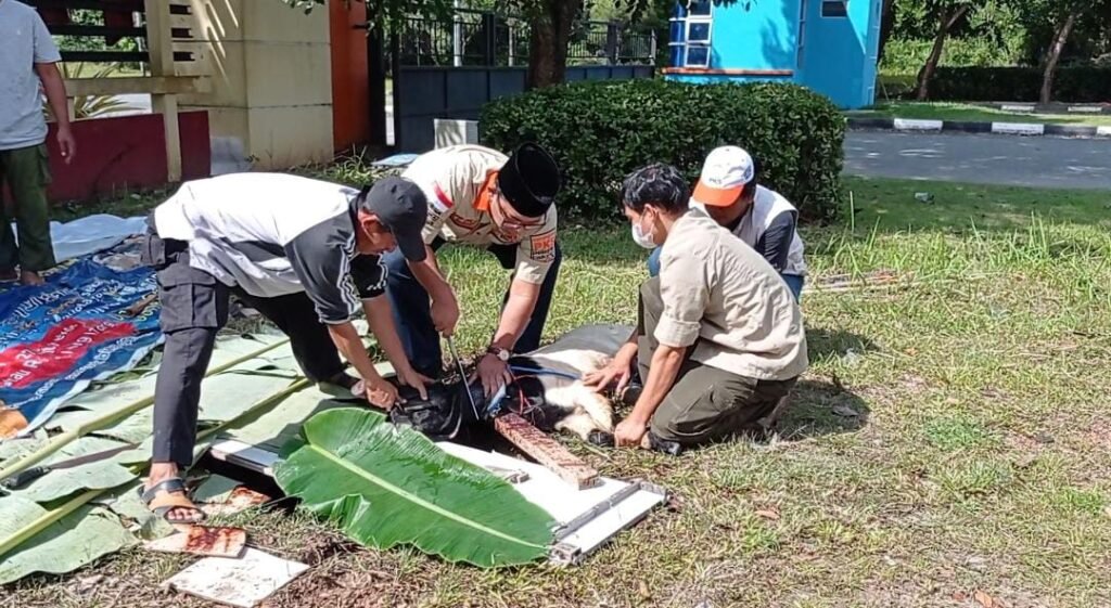 Spirit Idul Adha, Anggota dan Struktur PKS se Kepri Sembelih 135 Ekor Kurban