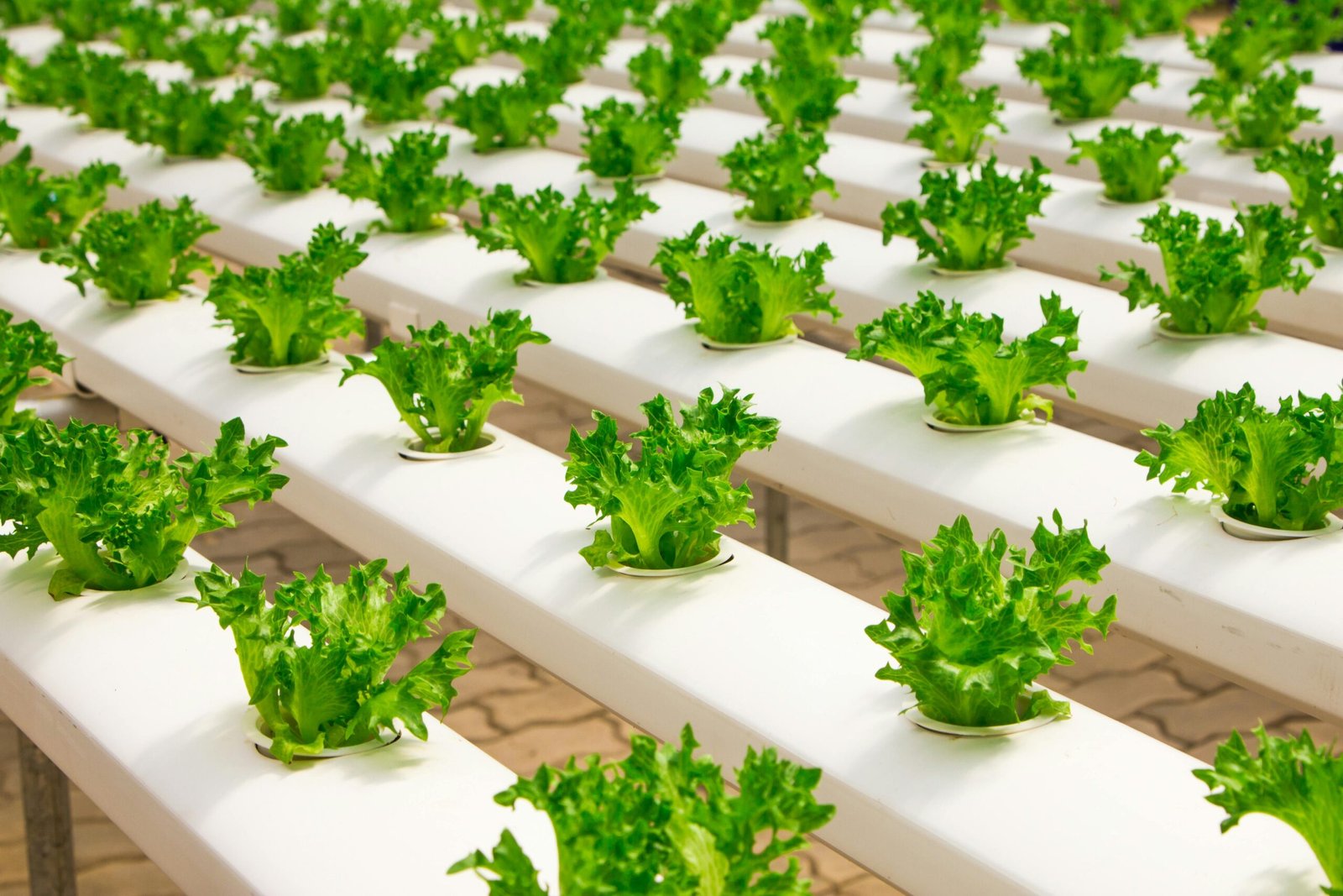 Urban Farming di Tengah Kota Solusi Ketahanan Pangan Masa Depan