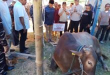 Lis Serahkan dan Sembelih Langsung Sapi Kurban Presiden untuk Warga Tanjungpinang
