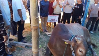 Lis Serahkan dan Sembelih Langsung Sapi Kurban Presiden untuk Warga Tanjungpinang