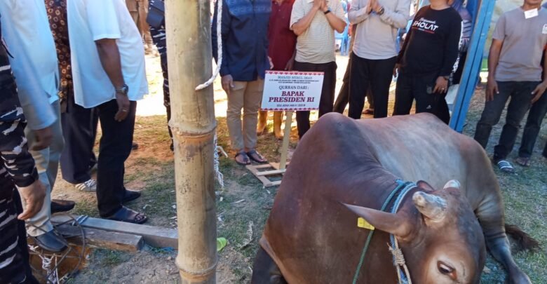 Lis Serahkan dan Sembelih Langsung Sapi Kurban Presiden untuk Warga Tanjungpinang