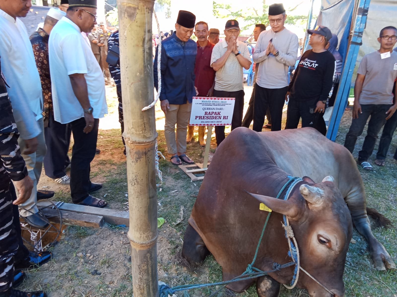 Lis Serahkan dan Sembelih Langsung Sapi Kurban Presiden untuk Warga Tanjungpinang