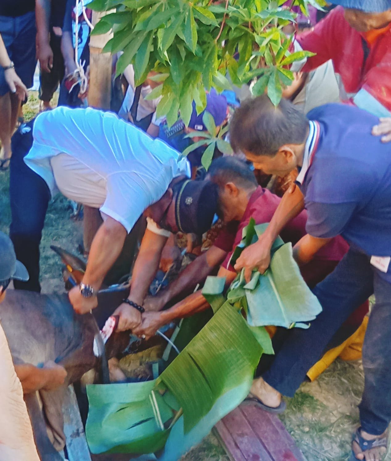Sapi Kurban Presiden untuk Warga Tanjungpinang