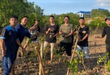 HMI Tanjungpinang-Bintan Tanam 2000 Bibit Mangrove, Usung Misi Mangrove Untuk Keberlanjutan